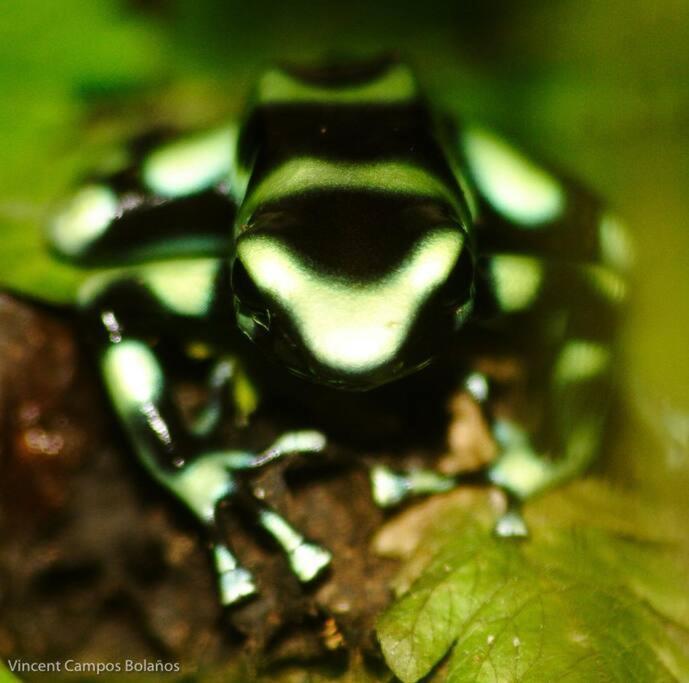 Апартаменты Tapiru'S House - Bahia Drake Драке Экстерьер фото