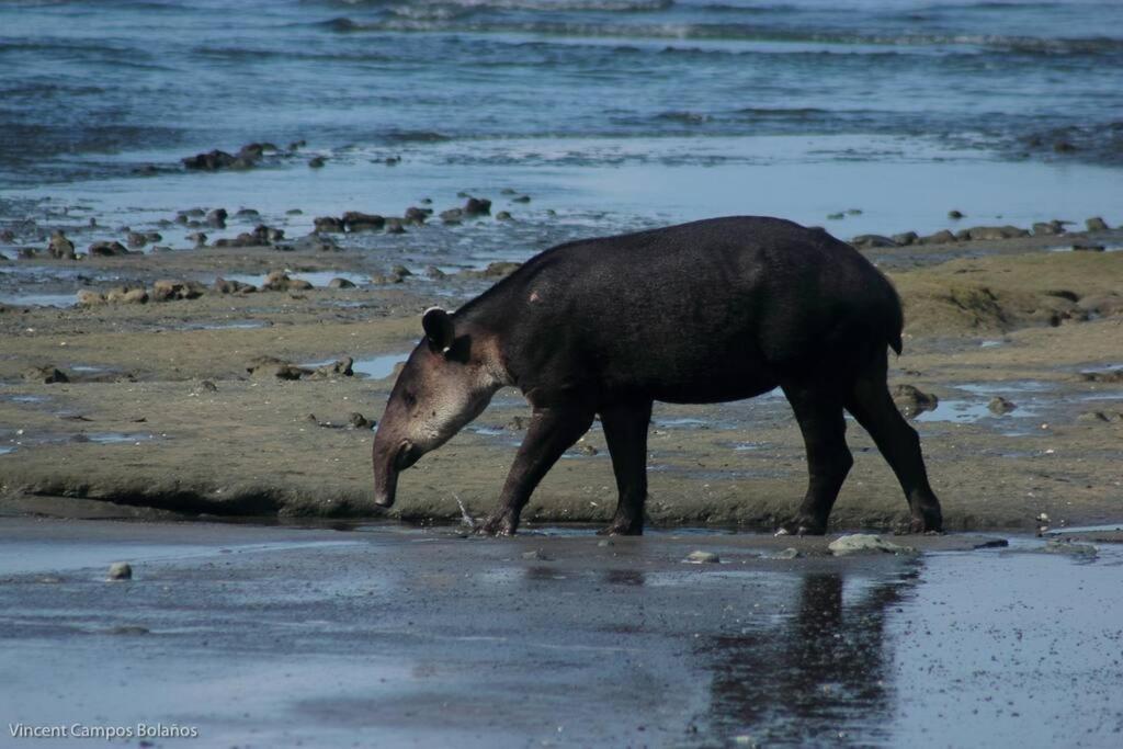 Апартаменты Tapiru'S House - Bahia Drake Драке Экстерьер фото